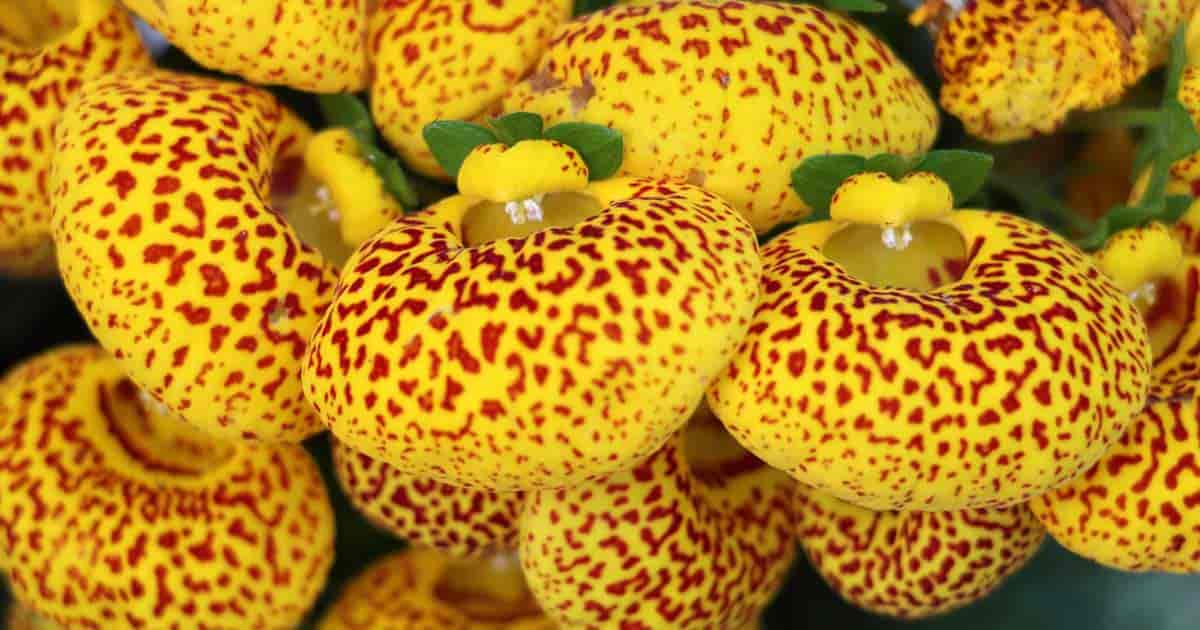 Calceolaria (Lady's purse) flower - Calceolariaceae family on wooden  background Stock Photo - Alamy