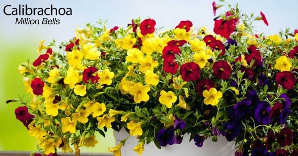 yellow, red, and purple calibrachoa flowers