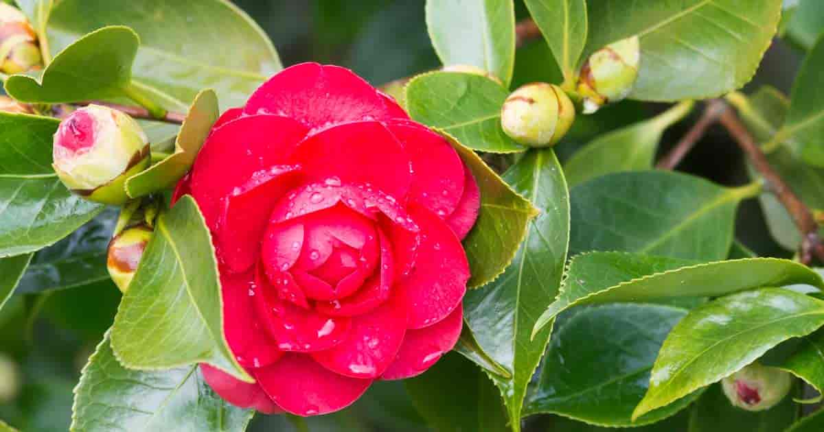 Camellia Flower