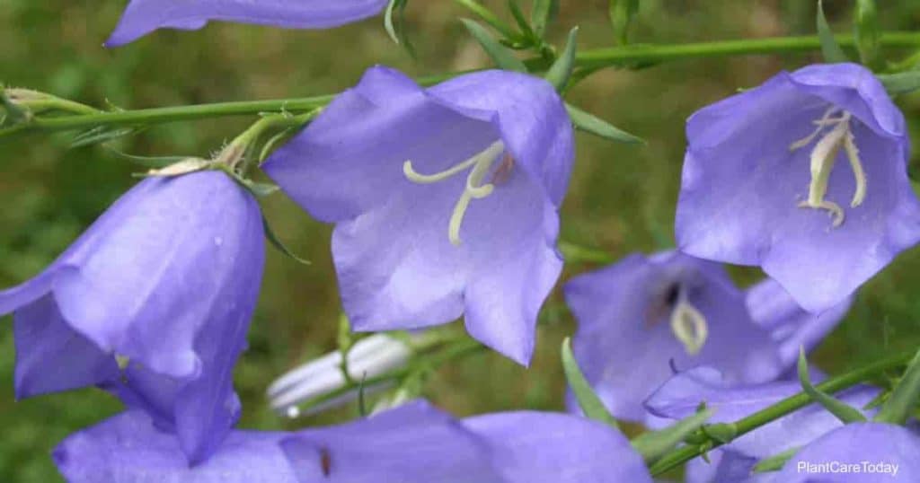 Flowering Peach-leaved Bellflower (Campanula Persicifolia)