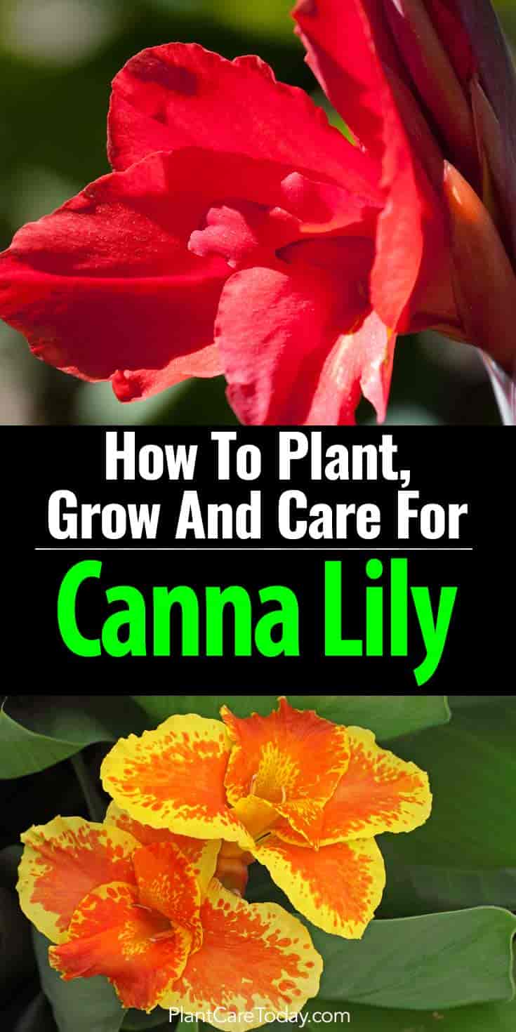 Canna Lily Growing Guide: How to Plant and Grow Canna Bulbs