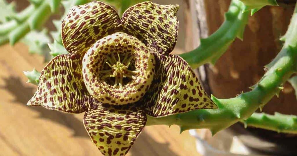 Carrion Flower Stapelia - Giant Cactus Starfish Plant [GROWING & CARE]