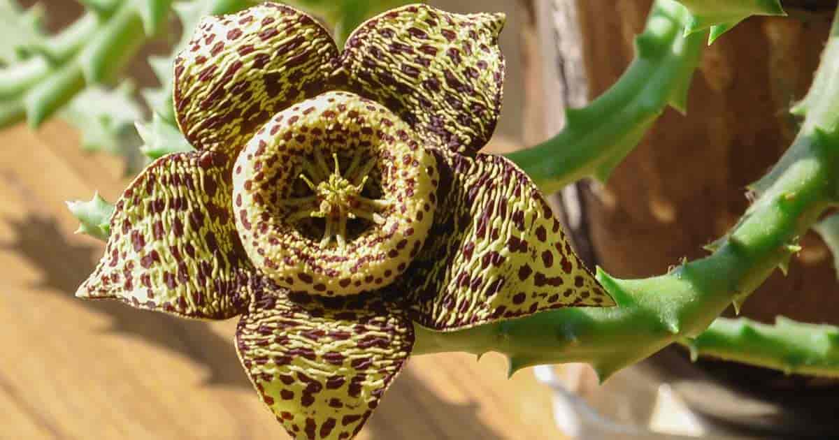 carrion flower - Stapelia gigantisk sjøstjernekaktusblomst