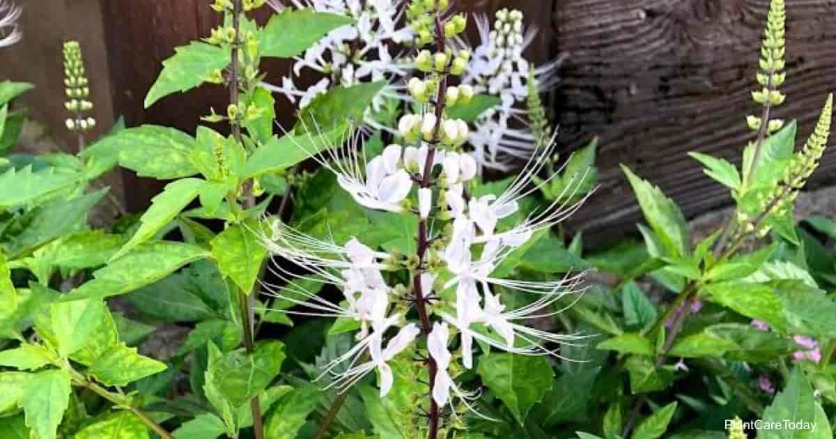 Planta de Flores de Bigotes de Gato (Orthosiphon Aristatus) en EPCOT Disney World Orlando, Florida