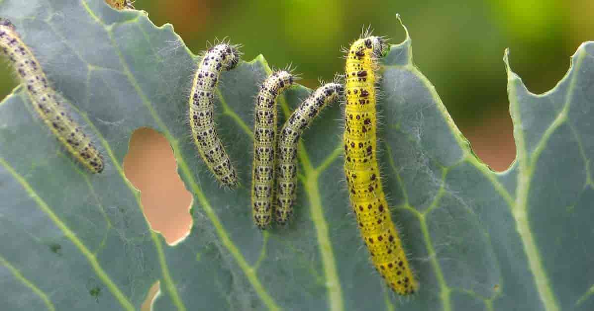 caterpillars eating leaves in the garden