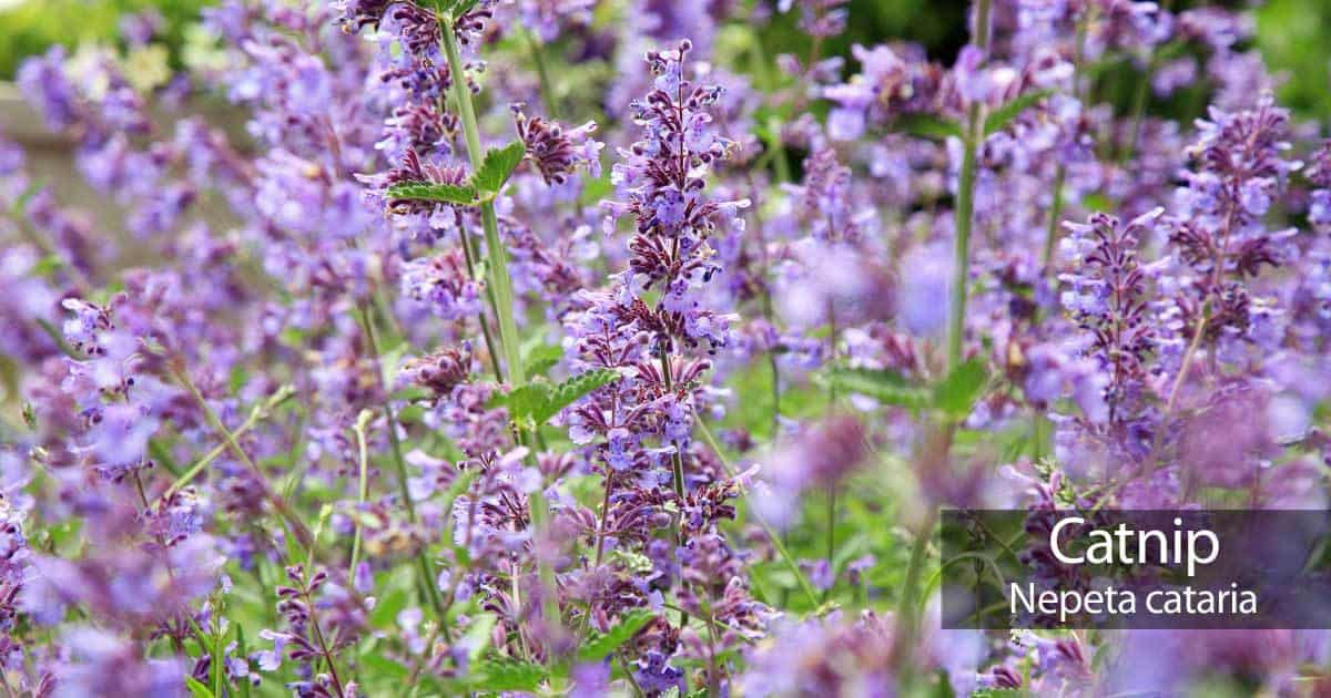 bloeit van groeiende kattenkruid - nepeta cataria - in een groot openlucht locatie