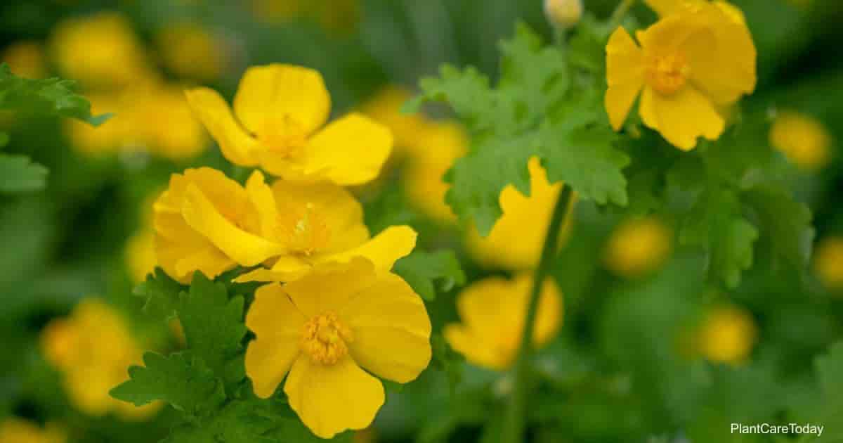 Yellow flowers of the Celandine Poppy
