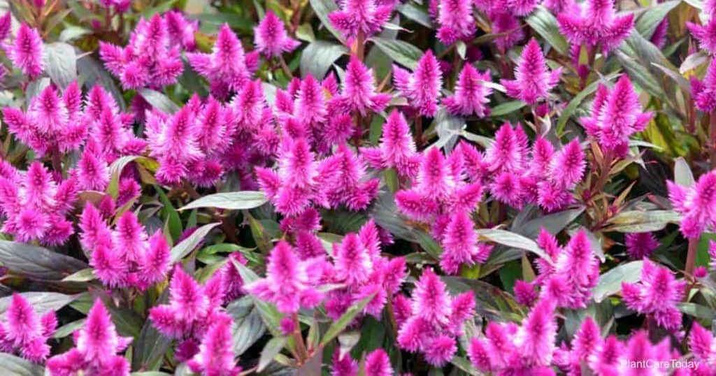 Celosia Argentea Care Tips Growing The Silver Cock s Comb