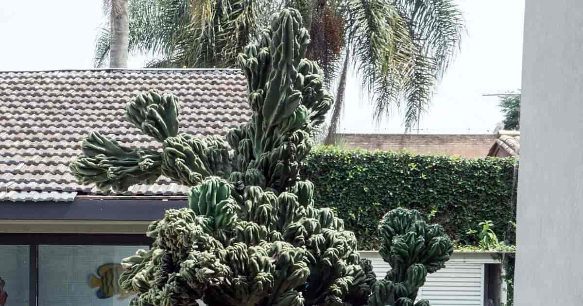 Cereus peruvians "Monstrose" outdoors in full sun