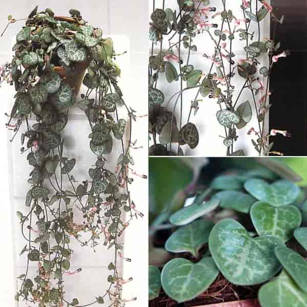 Ceropegia Woodii Care Grow The String Of Hearts Plant Vine