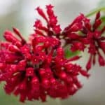 Red flowering Cestrum elegans
