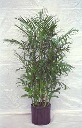 potted bamboo palm (chamadorea) grown fr use indoors