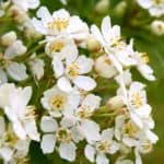 Evergreen shrub white blossoms Choisya Mexican orange blossom flower evergreen shrub, ,