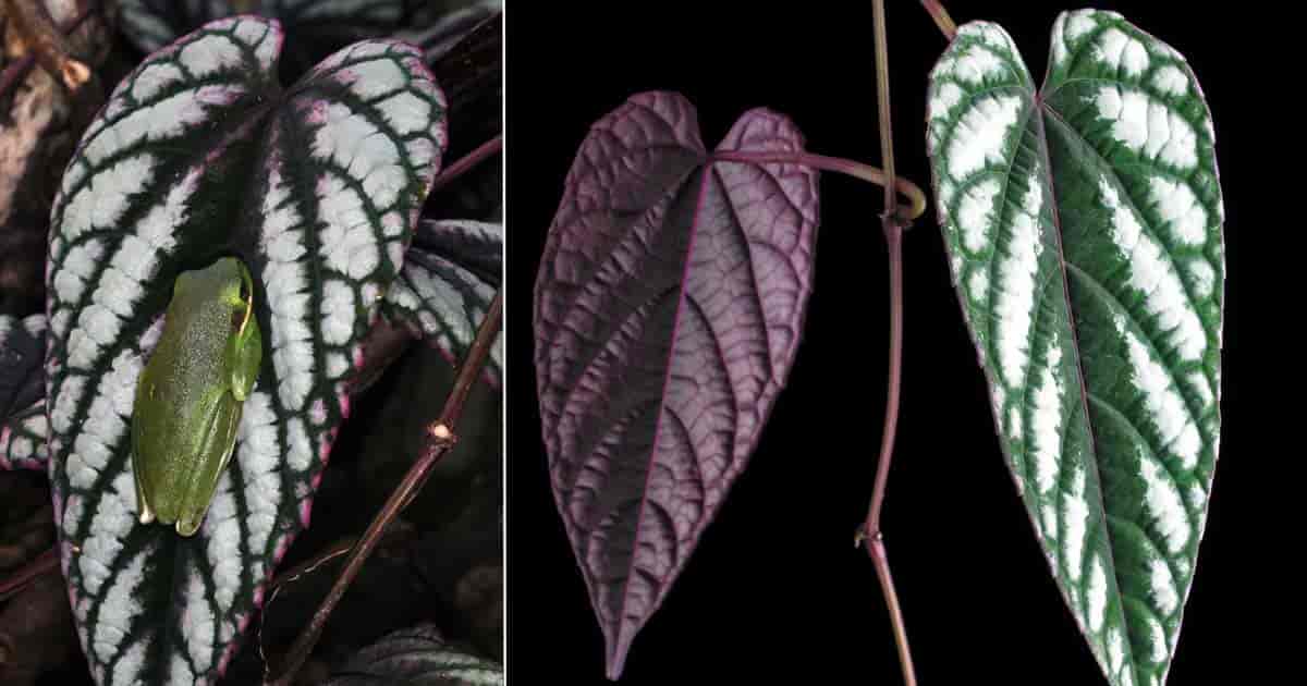  Värikäs Cissus Discolor (Rex Begonia-viiniköynnös) 