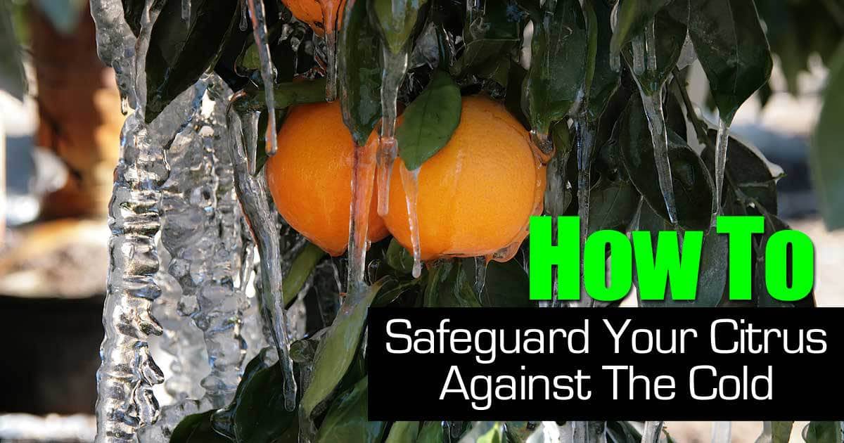 How To Safeguard Your Citrus Against The Cold