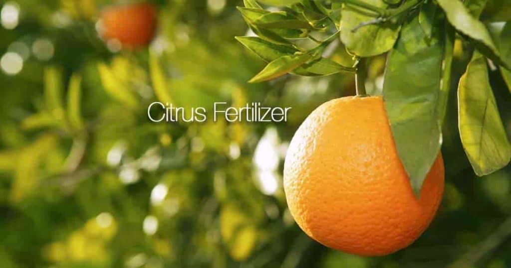 Ripe juicy citrus tree given the right fertilizer