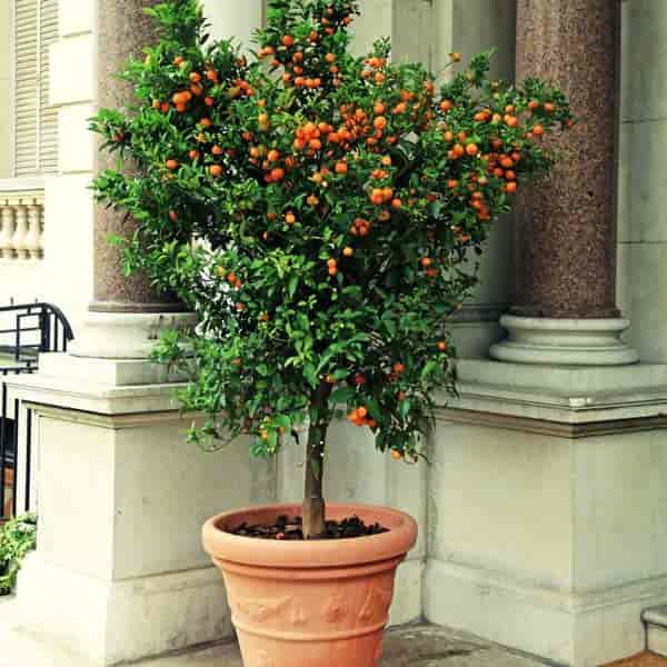 patted citrus tree with fruit in terra cotta pot perfect for a patio