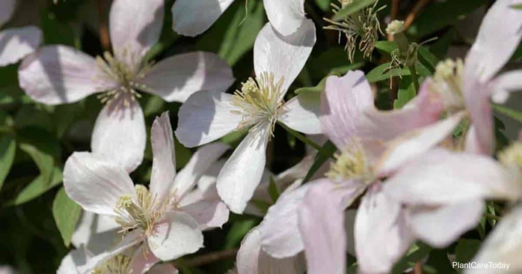 Blooming Himalayan Clematis (Clematis Montana)