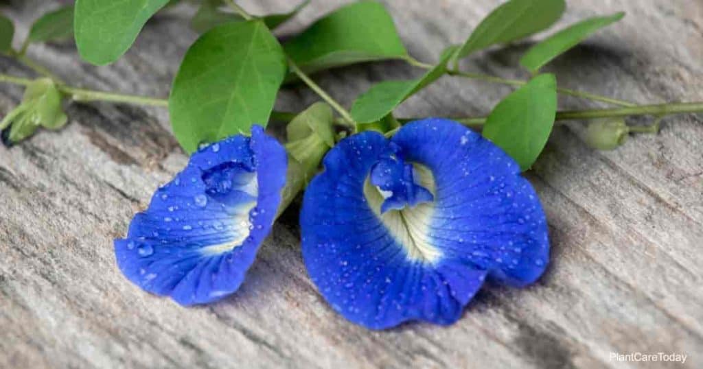 Clitoria Ternatea Flower Butterfly Pea