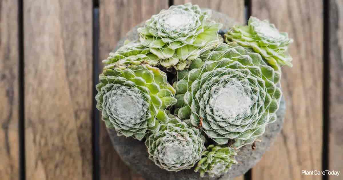 Sempervivum Care: How To Grow Cobweb Houseleek