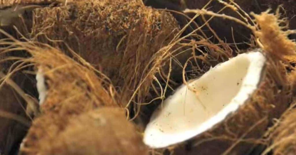 Coconut coir a peat moss replacement