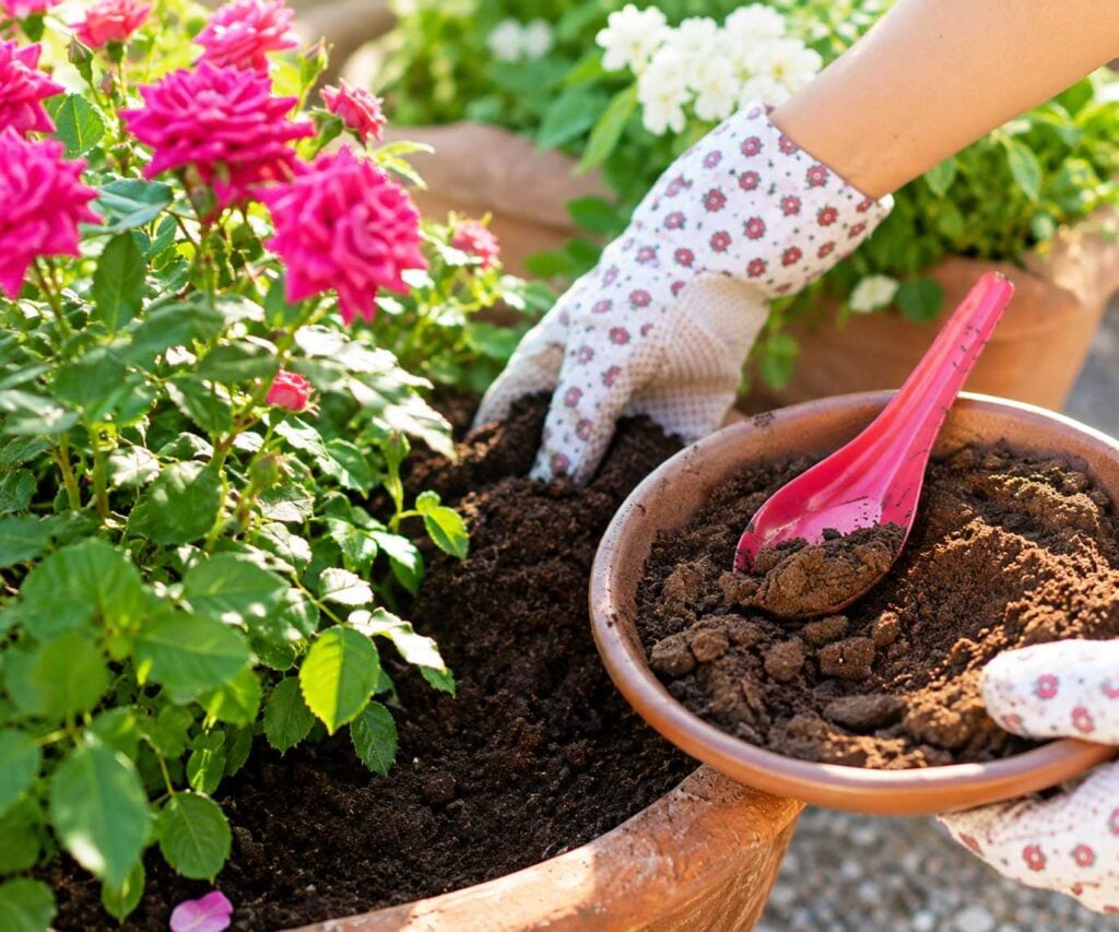 A gardener wearing floral gloves works coffee grounds into the soil around vibrant pink flowers beside a bowl and pink garden scoop.