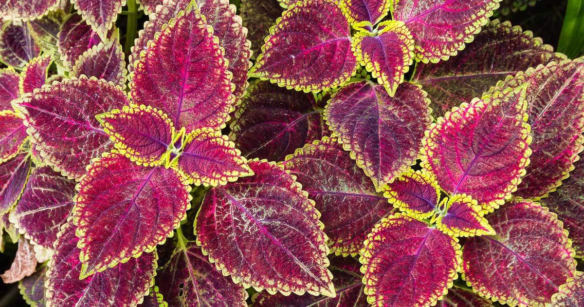 coleus seeds produce a wide array for colorful leaves like these