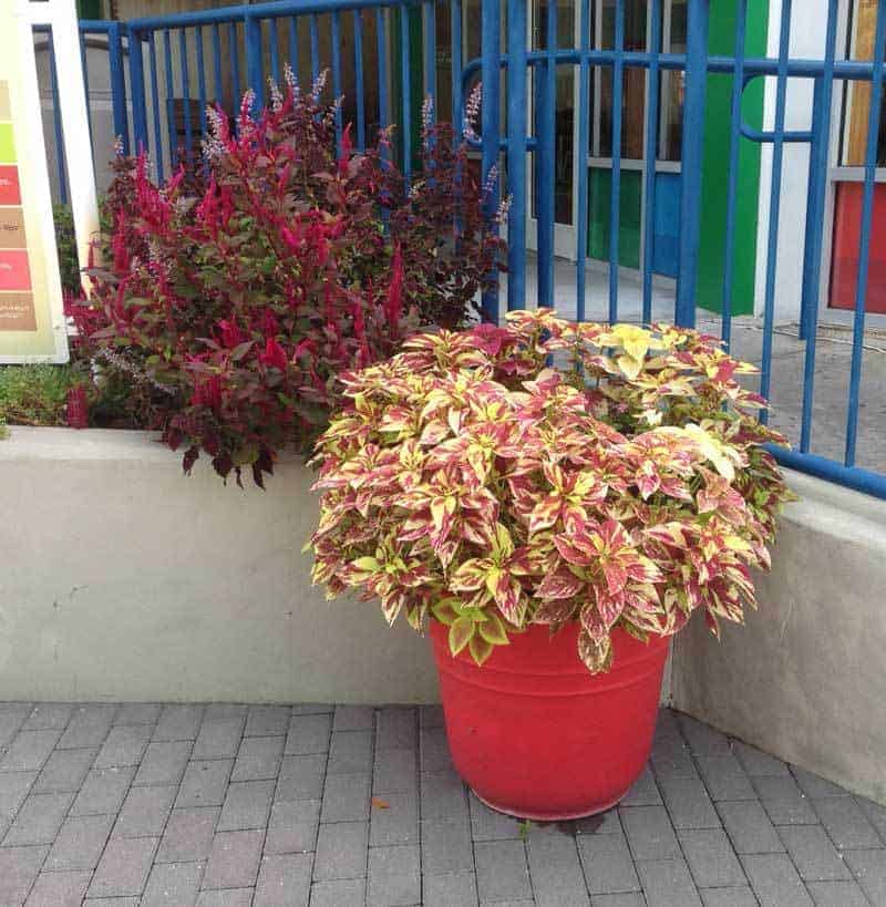 Coleus Plants - HOW TO Grow, Care For The Mayana Plant