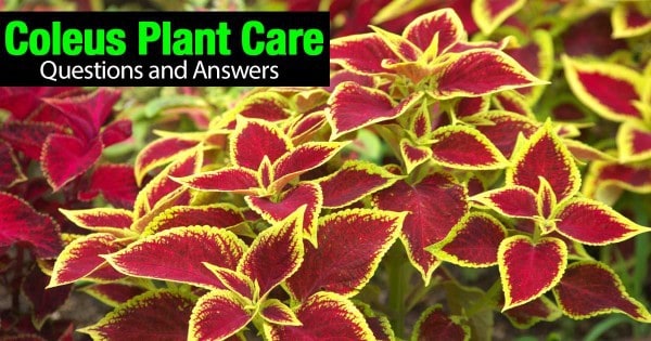 Coleus Plant Care - [HOW TO] Care and Use Colorful Coleus Plants