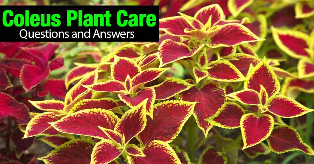 coleus-q-a-02292016