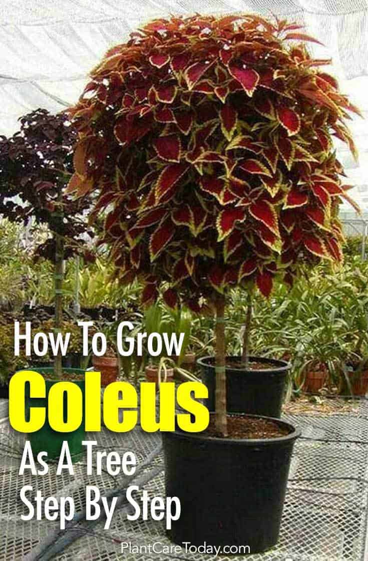 How To Grow Coleus As A Tree Step By Step