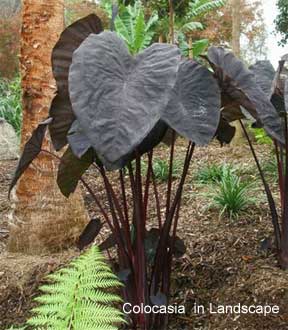 Colocasia esculenta Black Magic Care: Growing Black Elephant Ears Plant