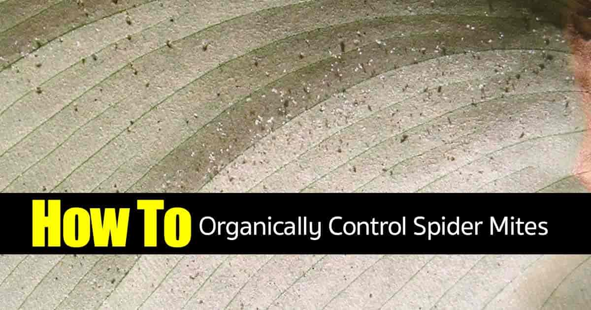 Homemade Spider Mite Killer Spider Mites Home Remedies