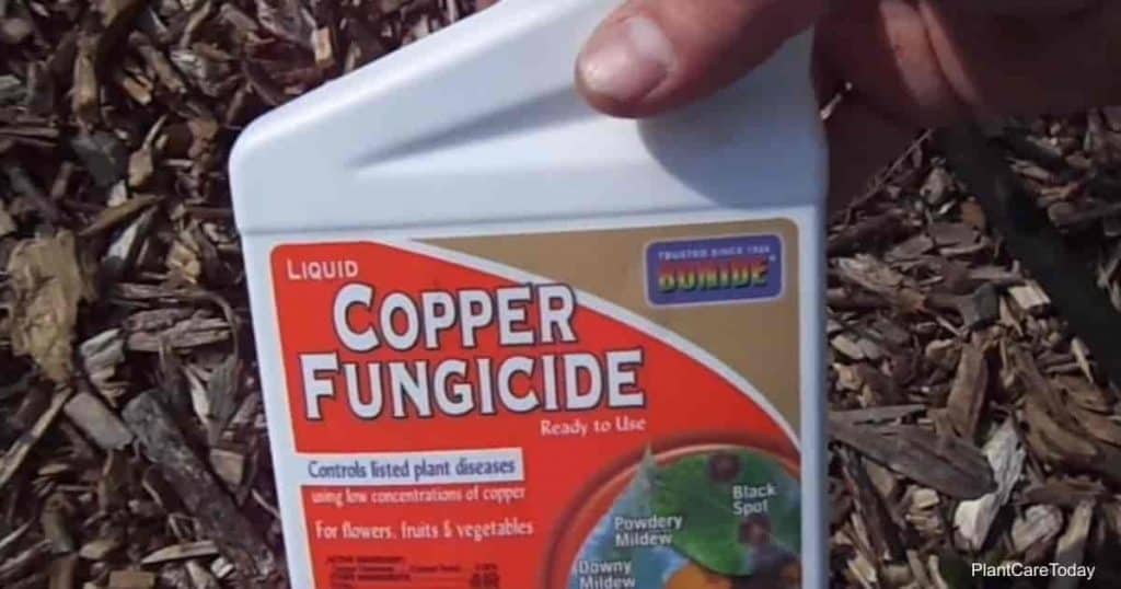 liquid copper fungicide label