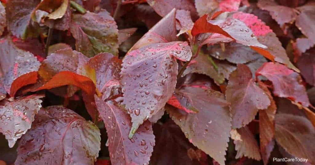 acalypha wilkesiana