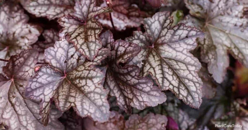 Attractive foliage of the Coral Bells plant aka Heuchera americana