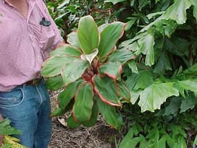 cordyline bolero