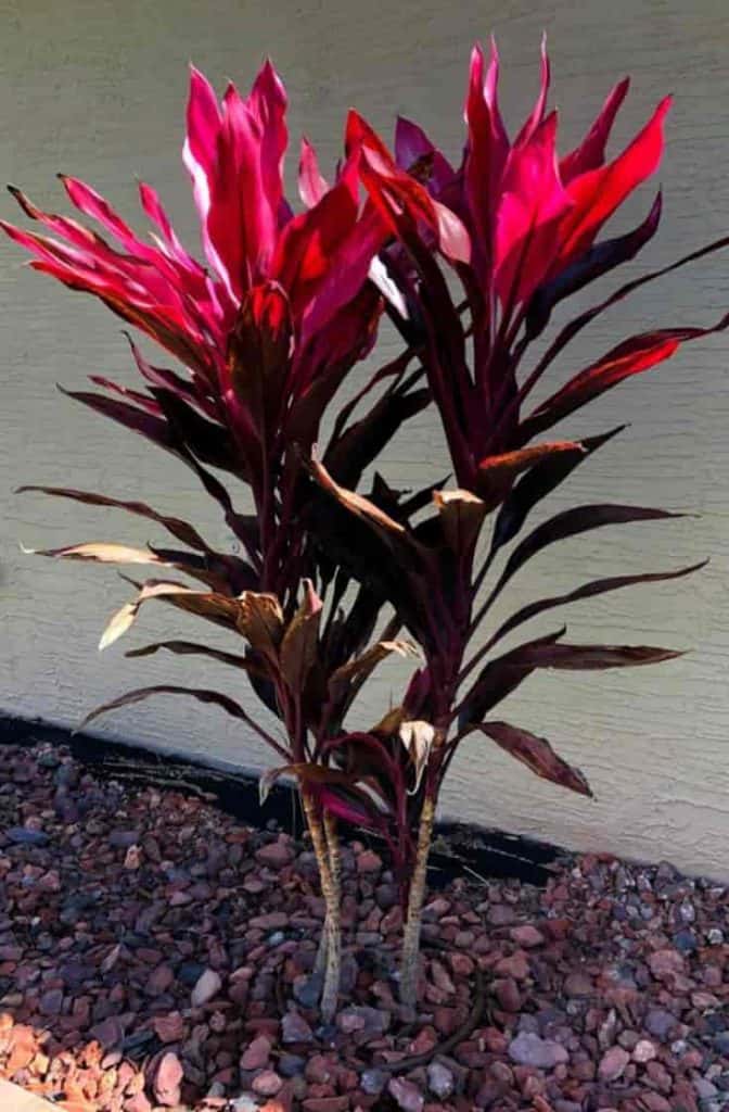 Cordyline Red Sister Hawaiian Ti Plant Live Plant In An 10, 50% OFF