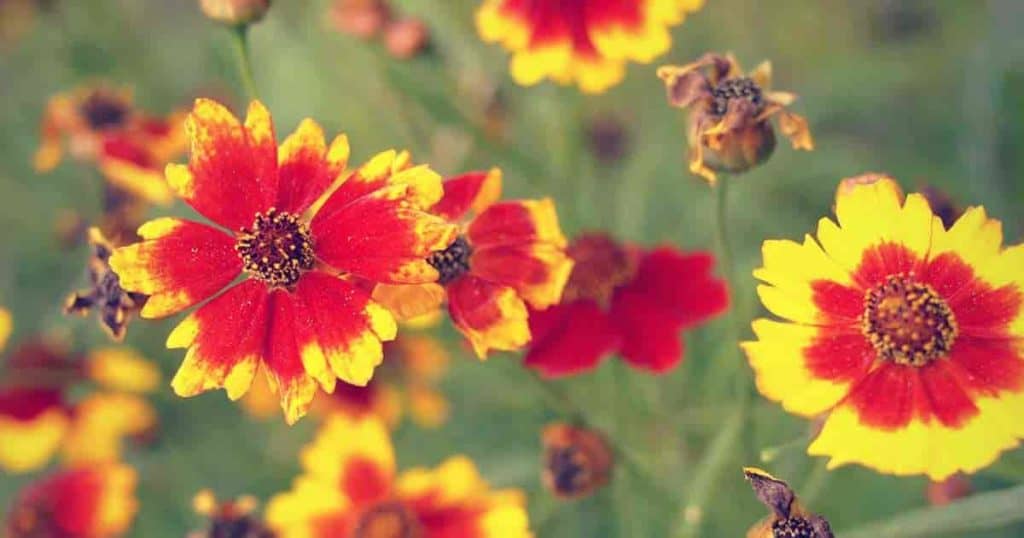 bright colored flowering coreopsis - tickseed