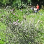 Corokia cotoneaster shrub