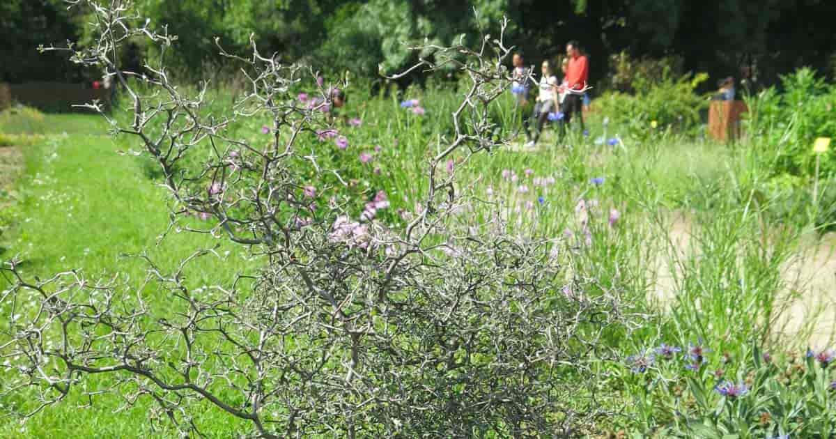 Corokia cotoneaster shrub