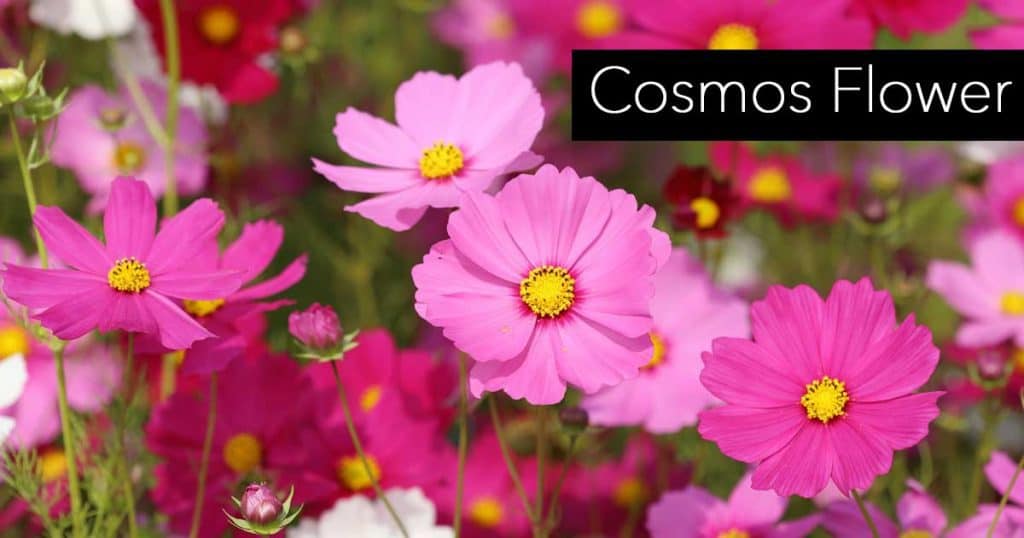 colorful cosmos flower