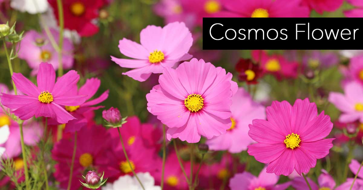 Cosmos Flower: Growing And Care For The Cosmos Plant [HOW TO]