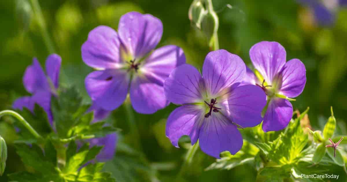 Cranesbill Geranium Care: Tips On Growing The Hardy Geranium