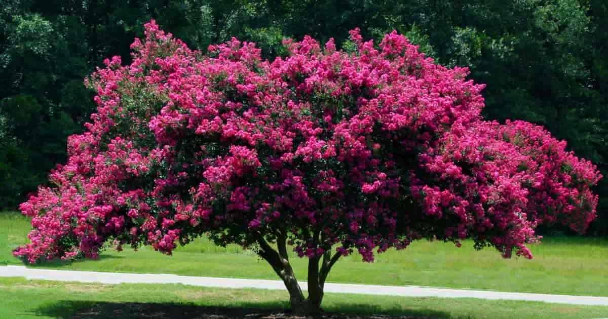 Unveiling the Enchanting Beauty of Crepe Myrtle