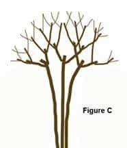 Crepe Myrtle Care: Tips On Growing Crepe Myrtle Trees