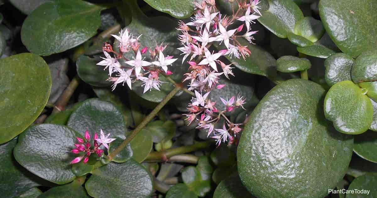 Flowers and foliage of Crassula Multicava aka Fairy Crassula