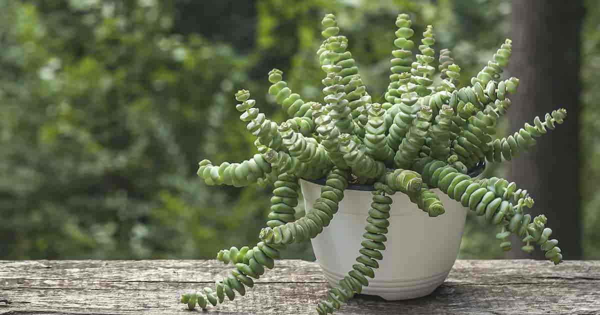 Live Rare Crassula cv. 'Jade Necklace' Succulent Plant rooted in 2'' p – US  Seeds Bank