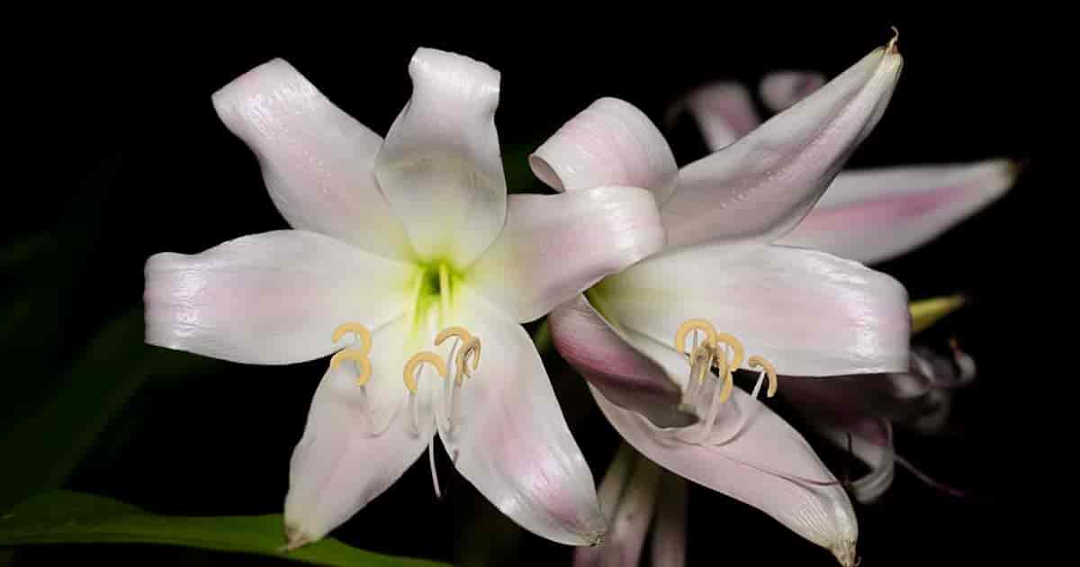 attraktiv blomst av Crinum Latifolium (Swamp Lily)