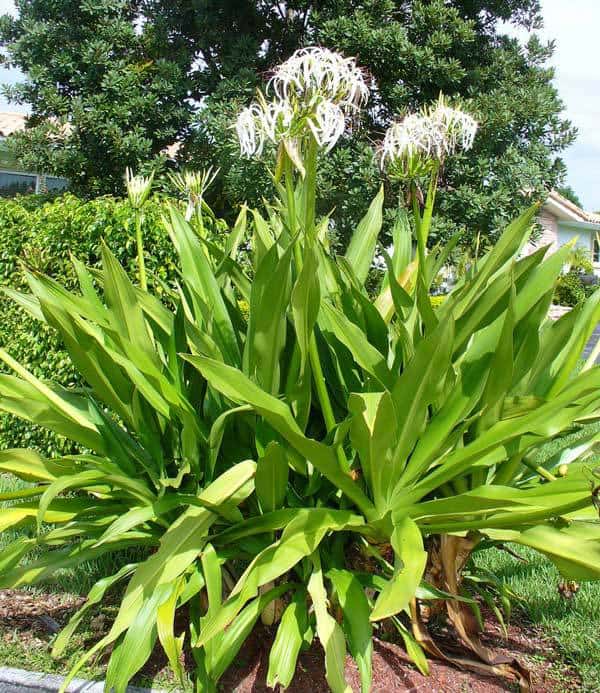 White Crinum lily asiaticum